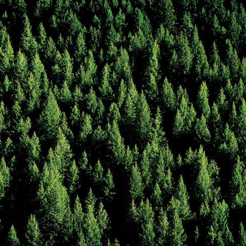 Pine Trees Paper