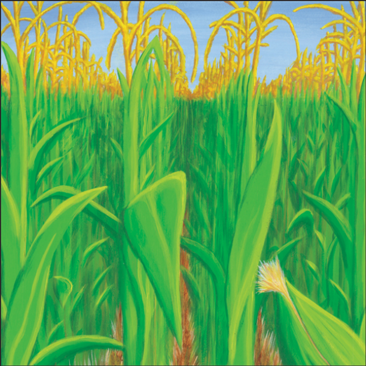 Corn Field Paper