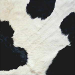 Cow Hide Paper