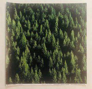 Montana Pine Trees Paper